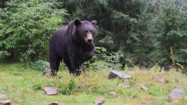 Большой бурый медведь в диком лесу летом - Кадры, видео