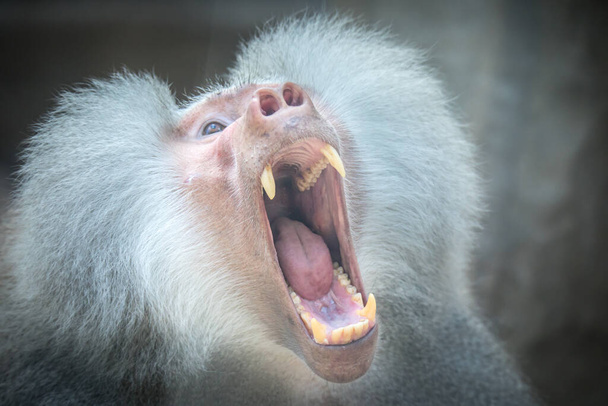 Papio hamadryas of de baviaan brult met zijn mond open, scherpe tanden zijn zichtbaar, het is allemaal op een zwarte achtergrond, de beste foto - Foto, afbeelding