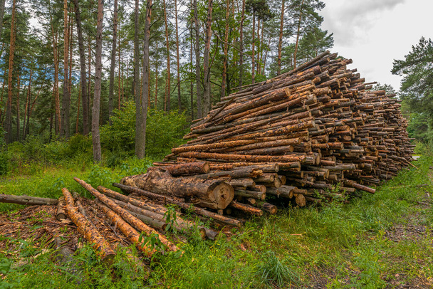 Concept de déforestation. Bûches, troncs et branches d'arbres après abattage des forêts - Photo, image
