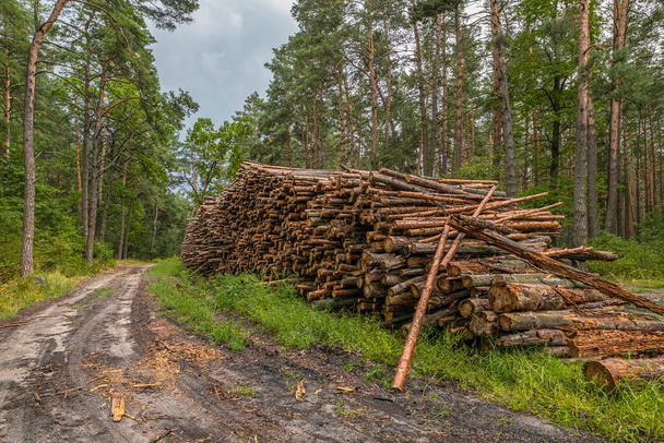 Koncepcja wylesiania. Kęsy, kłody i gałęzie drzew po wycinaniu lasów - Zdjęcie, obraz