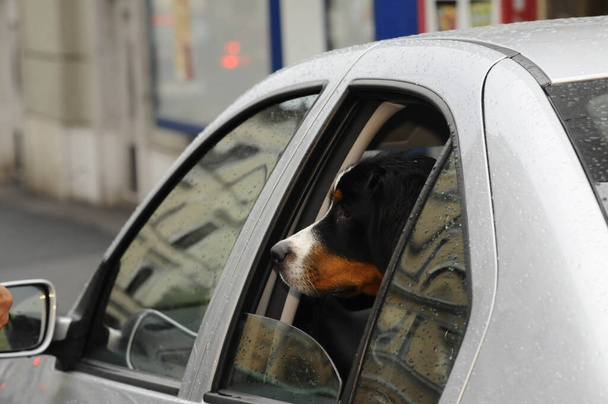 the mobility and transportation of a dog in a car - Photo, Image