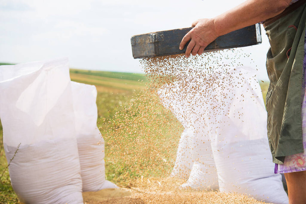 Cosecha de trigo en la aldea en el campo. Los agricultores limpian manualmente, tamizando el grano cosechado. Fondo agrícola rural. - Foto, imagen