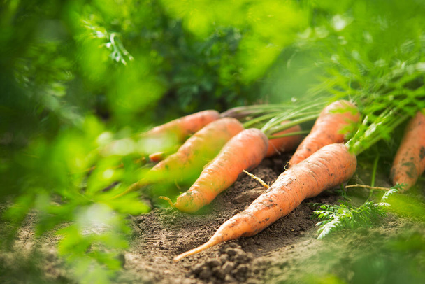 Récolte fraîche de carottes sur le champ par temps ensoleillé. légumes biologiques, sans mousse. Une alimentation saine fond. - Photo, image