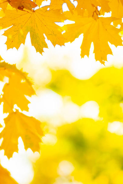 Maple leaves on a blurred background. Autumn background with yellow maple leaves - Foto, Imagem