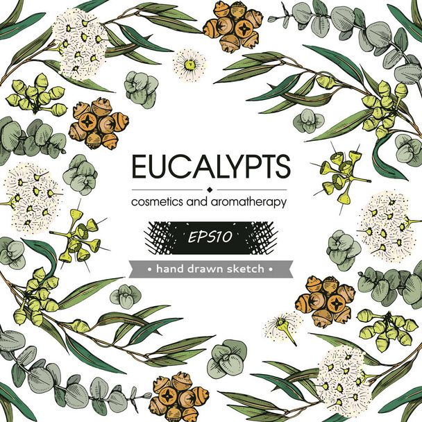 Háttér tele eukaliptusz levelek, fiatal hajtások és ágak eukaliptusz virágokkal, rügyek és magvak és üres kör belül. Részletes kézzel rajzolt vázlatok, vektoros botanikai illusztrációk.  - Vektor, kép