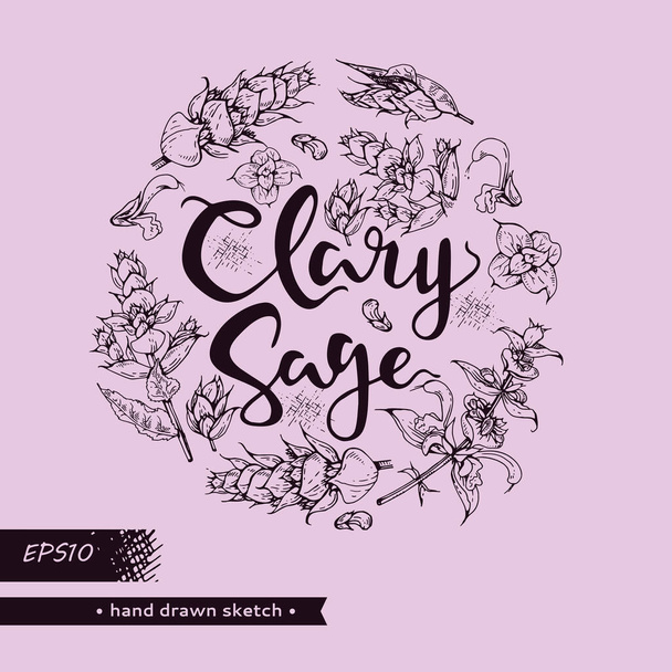 Çember, Clary 'nin bilge dallarını yapraklarla, çiçeklerle ve harf bilgeliğiyle doldurdu. Detaylı el çizimleri, vektör botanik çizimler.  - Vektör, Görsel