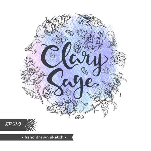 Cerchio riempito ramoscelli di salvia Clary con foglie e fiori e lettering salvia clary. Schizzi dettagliati disegnati a mano, illustrazione botanica vettoriale.  - Vettoriali, immagini