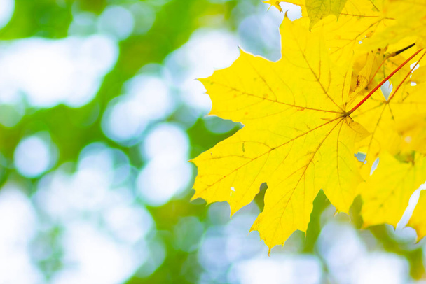 Maple leaves on a blurred background. Autumn background with yellow maple leaves - Foto, immagini