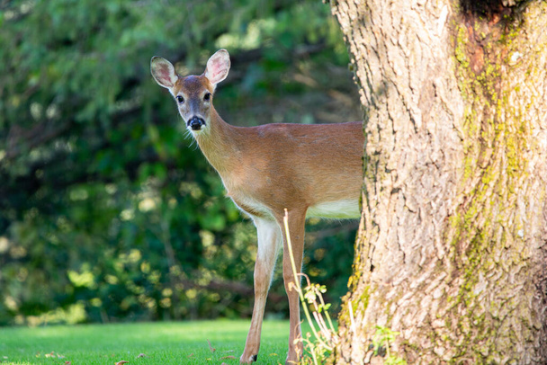 ウィスコンシン州では9月上旬、水平方向に白い尾を持つ鹿(オドコイルス・ヴァージニアヌス)が生息しています。 - 写真・画像