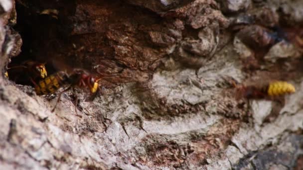 ヨーロッパのスズメは侵略者に対するスズメの巣の入り口を守り、攻撃的な攻撃で木の幹に黄色のジャケットを刺すとコロニーを構築する危険で毒性のある害虫です - 映像、動画