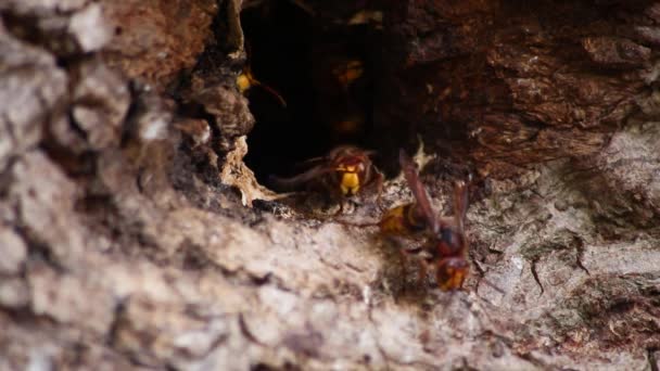 Eurooppalaiset hornetit puolustavat hornetien pesän tuloa hyökkääjiä vastaan ja ovat vaarallinen ja myrkyllinen tuholainen, joka rakentaa pesäkkeen pistävillä keltaisilla takkeilla puunrungoissa aggressiivisella hyökkäyksellä - Materiaali, video