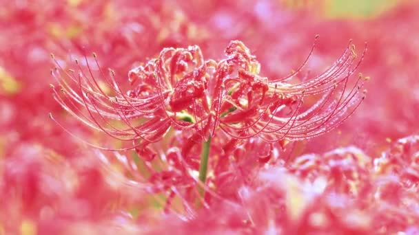 Red Spider Lily με σταγόνες νερού - Πλάνα, βίντεο