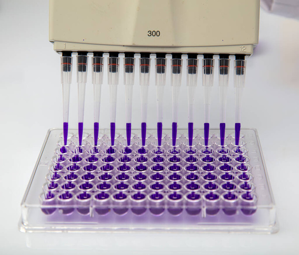 Πολλαπλών διαύλων σιφώνιο φόρτωσης βιολογικών δειγμάτων σε μικροπλάκα για δοκιμή στο εργαστήριο / Πολλαπλών διαύλων δείγματα φορτίου σιφώνων σε μικροπλάκα PCR με 96 κοιλότητες. - Φωτογραφία, εικόνα