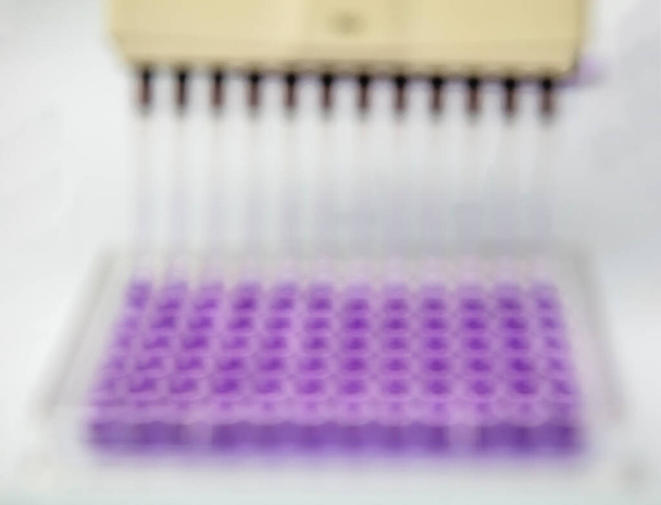 Pipeta multicanal cargando muestras biológicas en microplaca para prueba en laboratorio / Pipeta multicanal cargando muestras en microplaca pcr con 96 pozos. - Foto, Imagen
