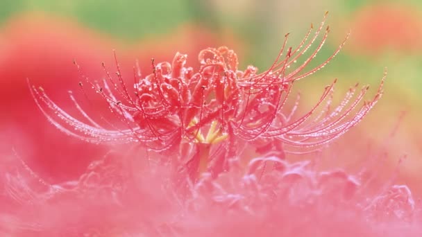 Lírio de aranha vermelha com gotas de água - Filmagem, Vídeo
