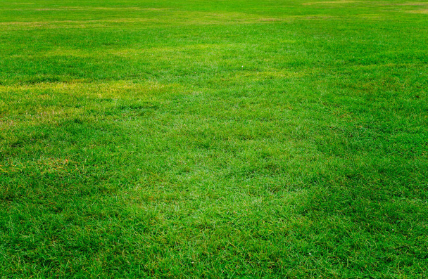 A zöld nyári fű háttere - Fotó, kép