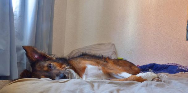 Brązowy pies leży na łóżku i śpi patrząc w kamerę. - Zdjęcie, obraz