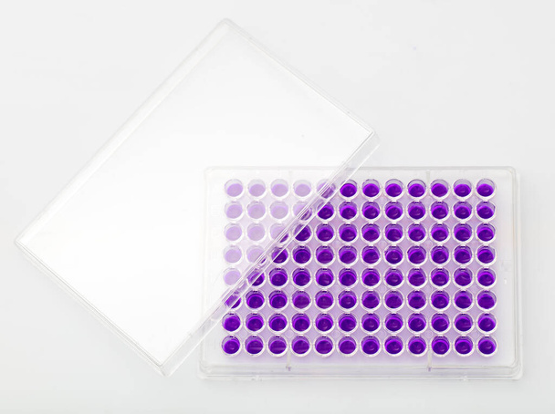 Laboratuvar / Çok kanallı pipet yükleme örneklerinde test için mikro plakaya 96 kuyuya biyolojik örnekler yükleyen çok kanallı pipet.. - Fotoğraf, Görsel