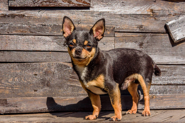 犬の肖像画。木材の背景にChihuahua犬。Chihuahuaの肖像画。犬の小さな品種。木製の背景にChihuahua 。ペット、手入れの行き届いた国産の純血犬 - 写真・画像