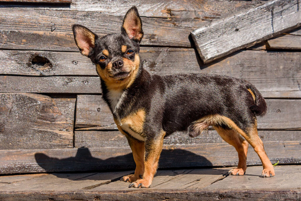 Портрет собаки. Чихуахуа собака на фоне дерева. портрет чихуахуа. Маленькая порода собак. Чихуахуа на деревянном фоне. Животное, ухоженная домашняя чистокровная собака - Фото, изображение