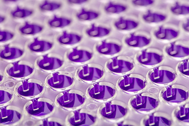 Többcsatornás pipetta betöltése biológiai mintákkal mikrolemezben laboratóriumi vizsgálathoz / Többcsatornás pipetta terhelési mintákkal pcr mikrolemezen 96 kúttal. - Fotó, kép