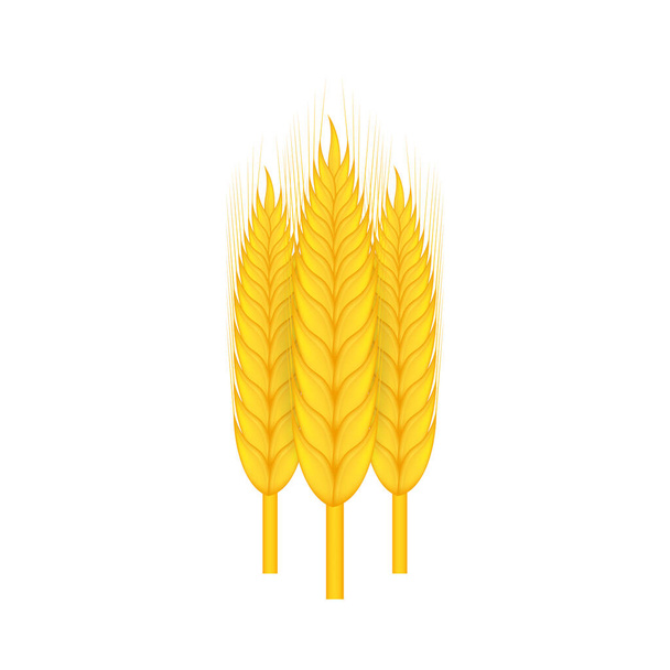 Реалістична група пшениці, вівса або ячменю ізольована на білому тлі. Векторна стокова ілюстрація
. - Вектор, зображення
