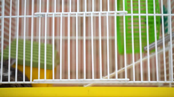 small hamster tries to get out of the cage - Footage, Video