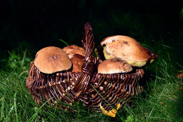 A small wicker basket with fresh porcini mushrooms stands against a dark background on a meadow in autumn - Photo, Image