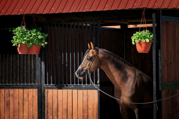 Ο κόλπος άλογο στέκεται στην έξοδο του στάβλου στην ύπαιθρο. Welsh κεφάλι πόνι σε χαλινάρι κοιτάζει έξω από το στάβλο το καλοκαίρι. - Φωτογραφία, εικόνα