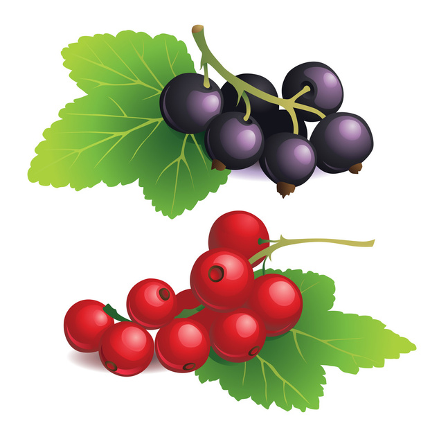 Clasters of black and red currants - Vecteur, image