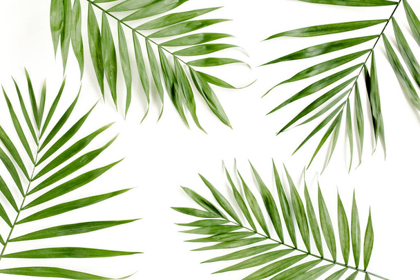 Tropisches grünes Palmblatt auf weißem Hintergrund. flache Lage, Draufsicht - Foto, Bild