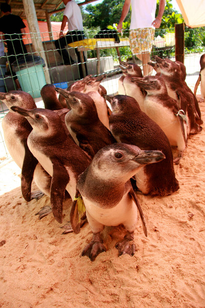 porto seguro, bahia / brazil - 4 agosto 2008: i pinguini di Magalhaes sono visti in un centro di trattamento per animali marini nella città di Porto Segue, nel sud di Bahia. - Foto, immagini