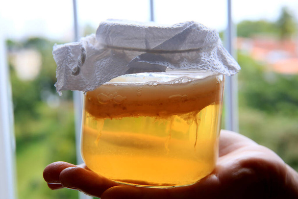 salvador, bahia / brazil - september 20, 2020: pot of scoby kombucha fermentation in phase 1, is seen in the city of Salvador. - Photo, Image