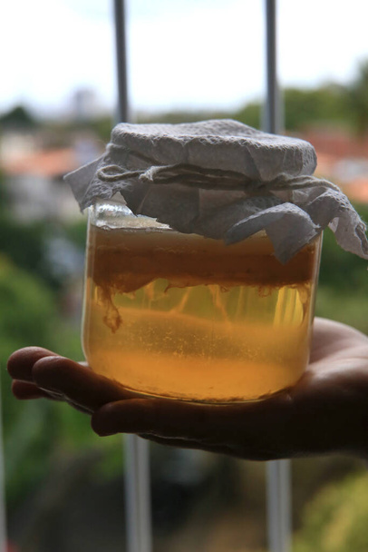 salvador, bahia / brazil - szeptember 20, 2020: pot of scoby kombucha fermentáció az 1. fázisban, látható a város Salvador. - Fotó, kép