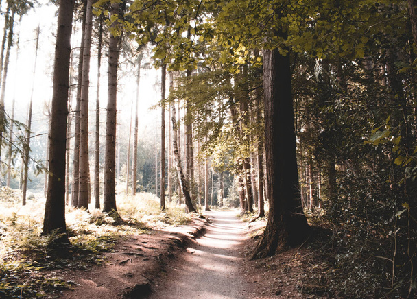 sendero solitario en el bosque densamente cubierto en el sol de la tarde - Foto, imagen