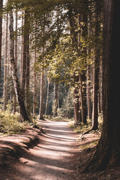 sendero solitario en el bosque densamente cubierto en el sol de la tarde - Foto, Imagen