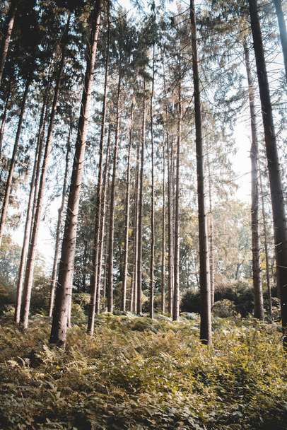 samotna ścieżka w gęsto porośniętym lesie w wieczornym słońcu - Zdjęcie, obraz