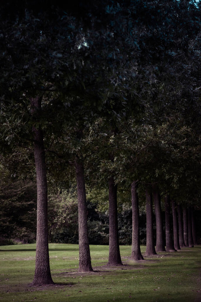 Ağaçlar mükemmel bir sıra halinde yeşil bir çayırda bölünürler. - Fotoğraf, Görsel