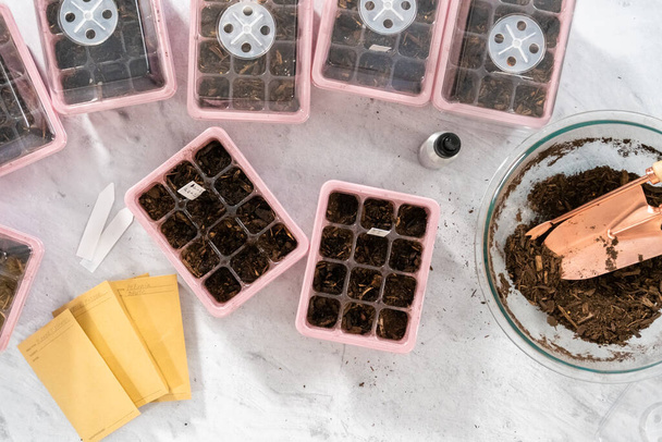 Piantare semi in un vassoio di antipasto per un giardino interno. - Foto, immagini