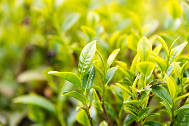 Darjeeling, India - Tea leaf on Happy Valley Tea Estate in Darjeeling, West Bengal, India. Darjeeling teas are regarded as one of the best world wide. - Φωτογραφία, εικόνα