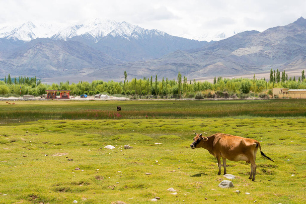Ladakh, Indien - Schöne Aussicht vom Shey Village in Ladakh, Jammu und Kaschmir, Indien. - Foto, Bild