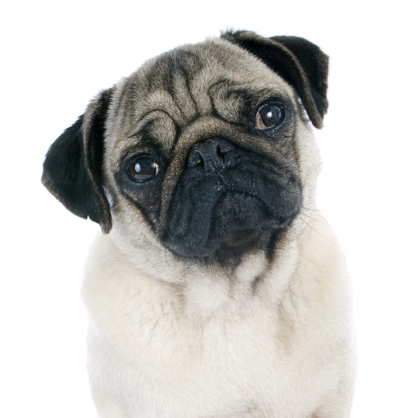 young pug - Foto, afbeelding