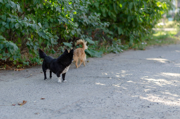 Deux petits chiens errants se promènent dans la rue. Chiens noirs et blancs et rouges courent joyeusement le long des buissons verts. Animaux domestiques. - Photo, image