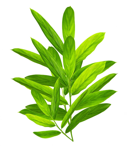 Patrón de hojas galangales verdes aisladas sobre fondo blanco - Foto, imagen
