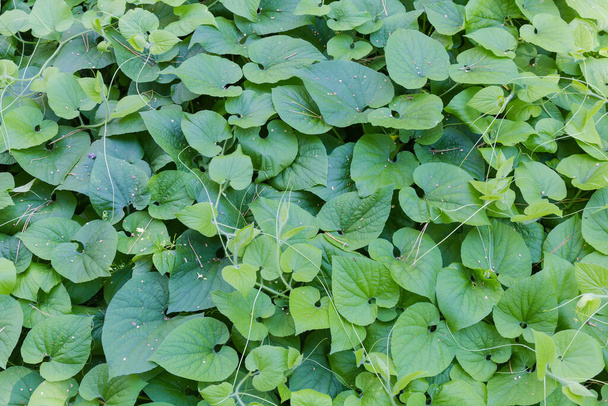 Vista superior de las plantas trepadoras con hojas verdes y zarcillos creciendo y arrastrándose en el suelo, fragmento del claro del bosque, fondo - Foto, imagen