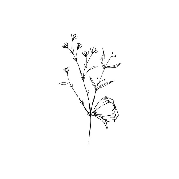 Простой и чистый нарисованный цветок. Ботаническая иллюстрация в стиле эскиза. Отлично подходит для приглашений, поздравительных открыток, упаковок, оберток и т.д..  - Вектор,изображение