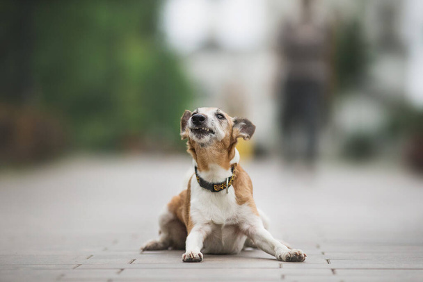 lis terrier pies w parku - Zdjęcie, obraz