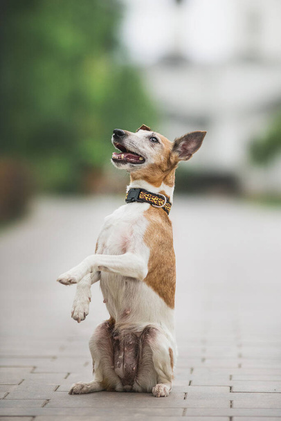 lis terrier pies w parku - Zdjęcie, obraz