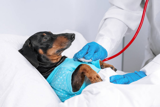 dachshund dog, black and tan, sleeping in bed in hospital, covered by a blanket, vet auditions a dog with a stethoscope. - Valokuva, kuva