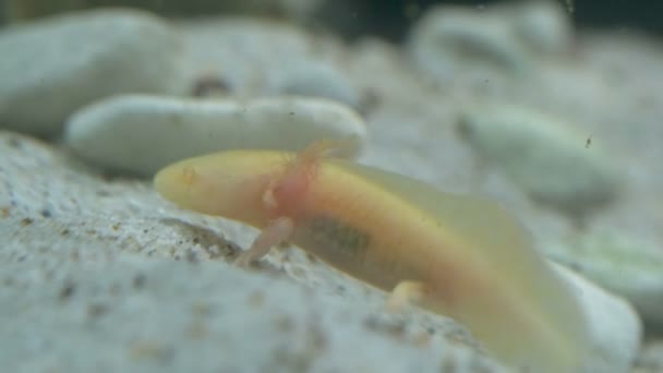 Ambystoma mexicanum axolotl akvaariossa liikkuu ja syö keltaista väriä - Materiaali, video